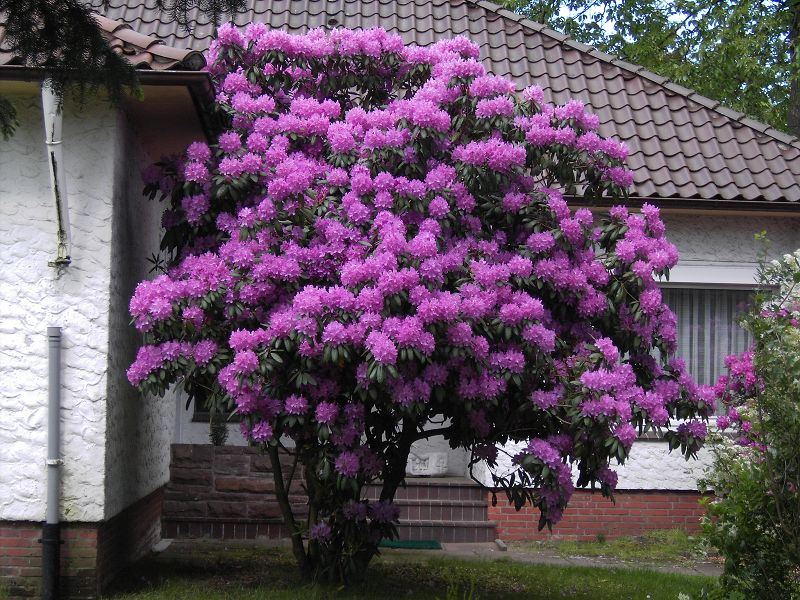 Rhododendron in Hohenlockstedt