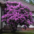 Rhododendron in Hohenlockstedt