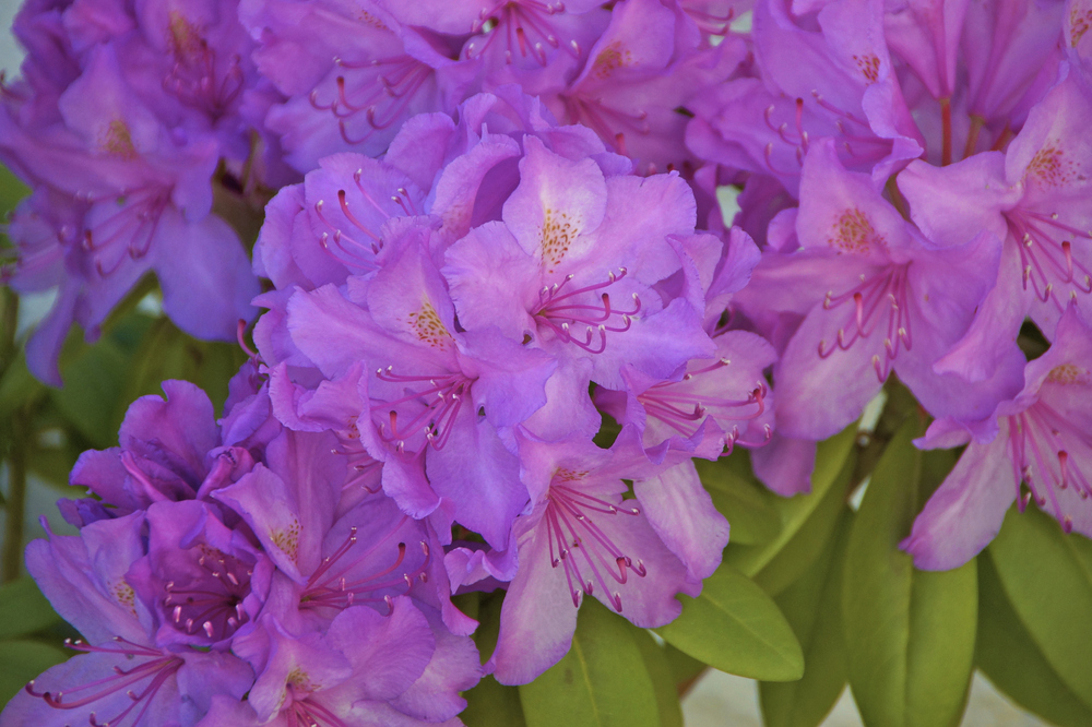 Rhododendron in meinem Steingarten