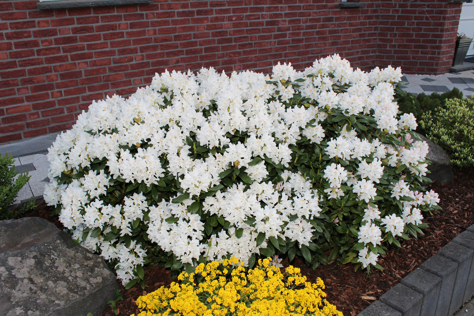 Rhododendron in meinem Vorgarten