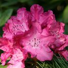 Rhododendron in my Parents Garden ...