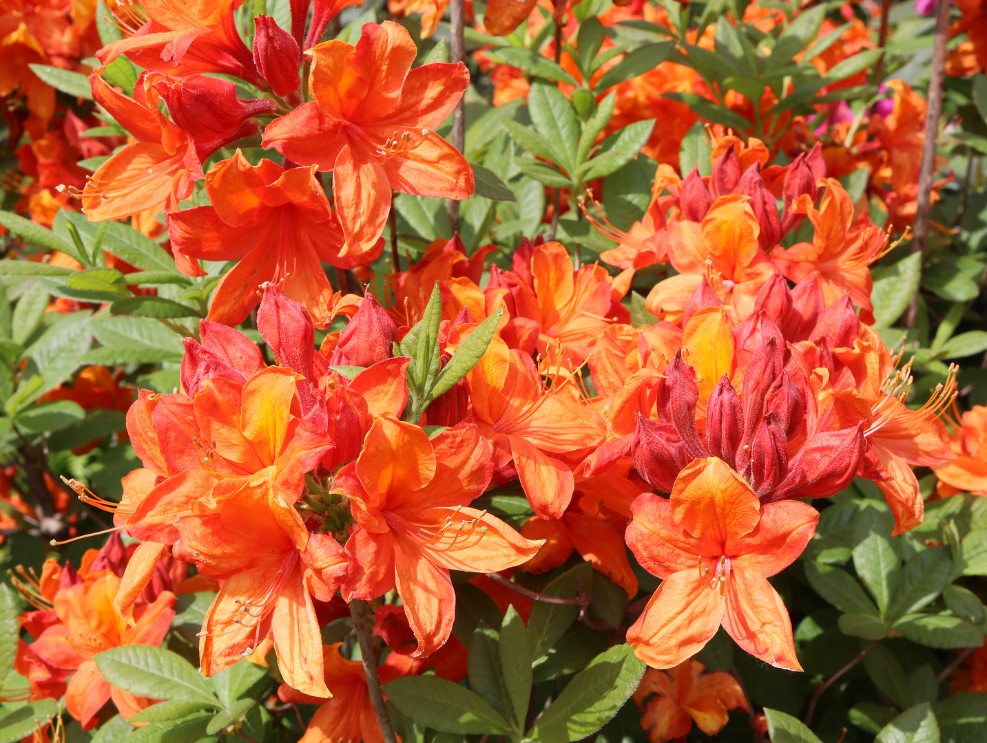 Rhododendron in Orange