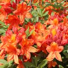 Rhododendron in Orange