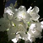 Rhododendron in our garden - 1st May 2007