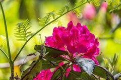 Rhododendron in pink