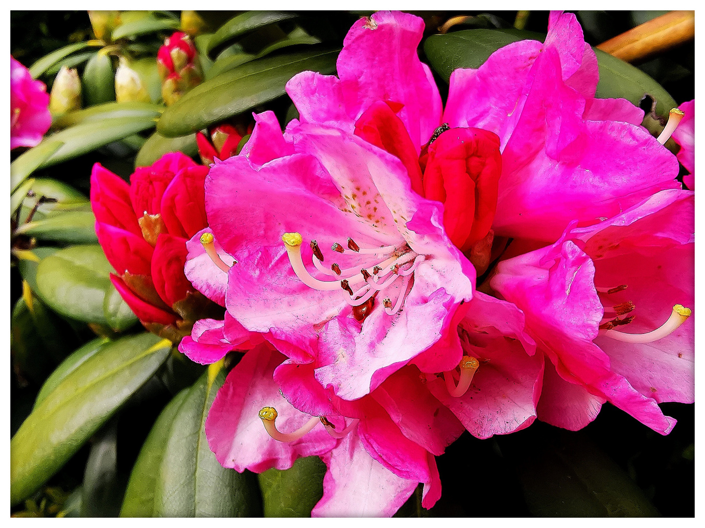 Rhododendron in pink