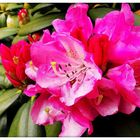 Rhododendron in pink