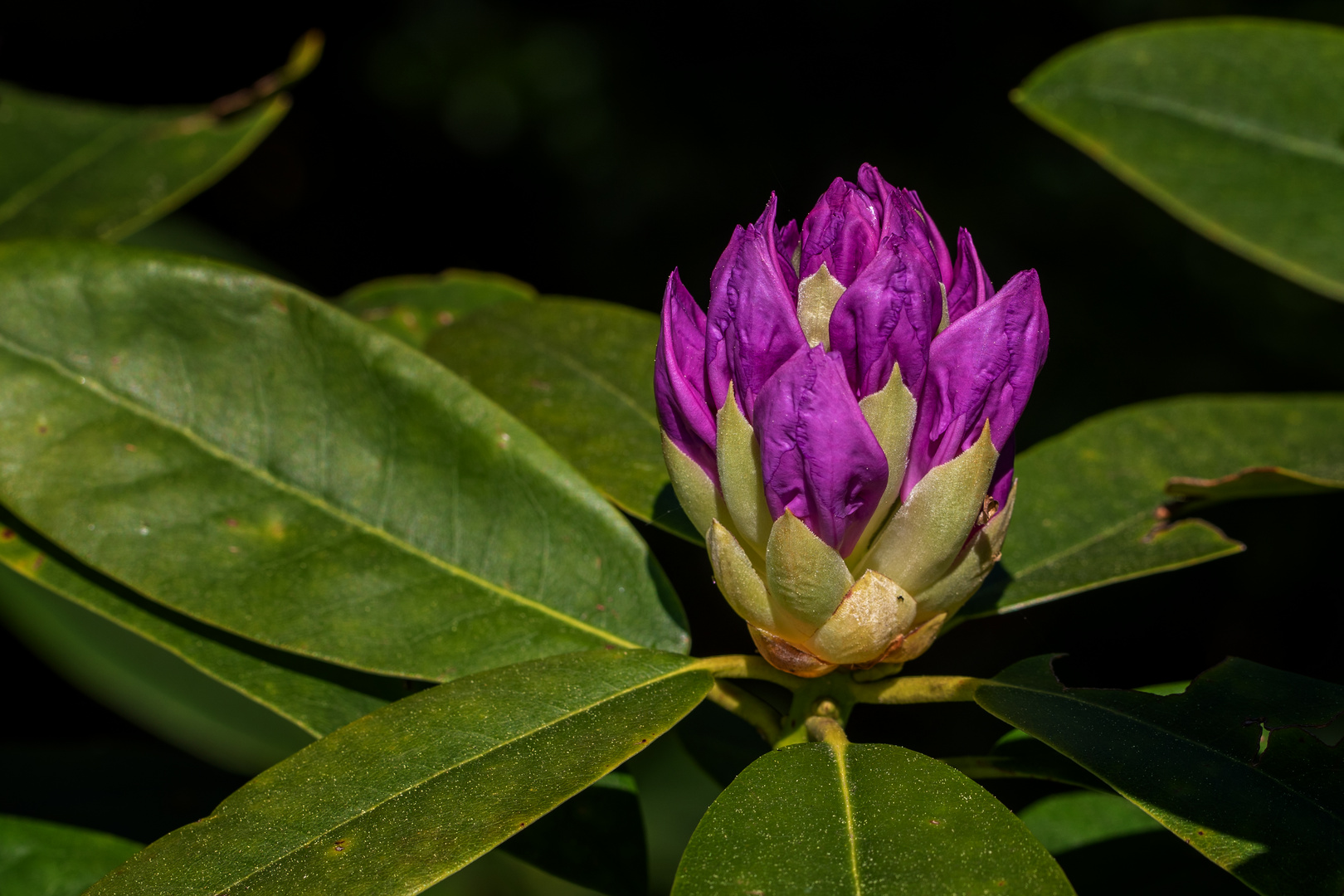 Rhododendron in pink