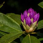 Rhododendron in pink