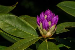 Rhododendron in pink