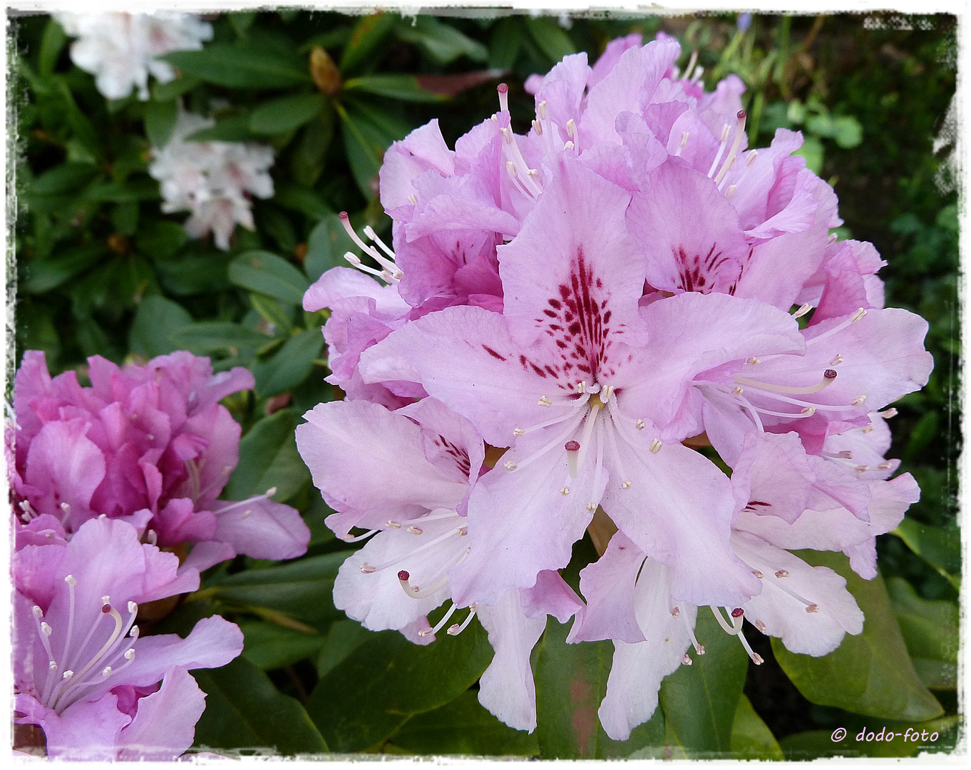 Rhododendron in rosa