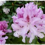 Rhododendron in rosa