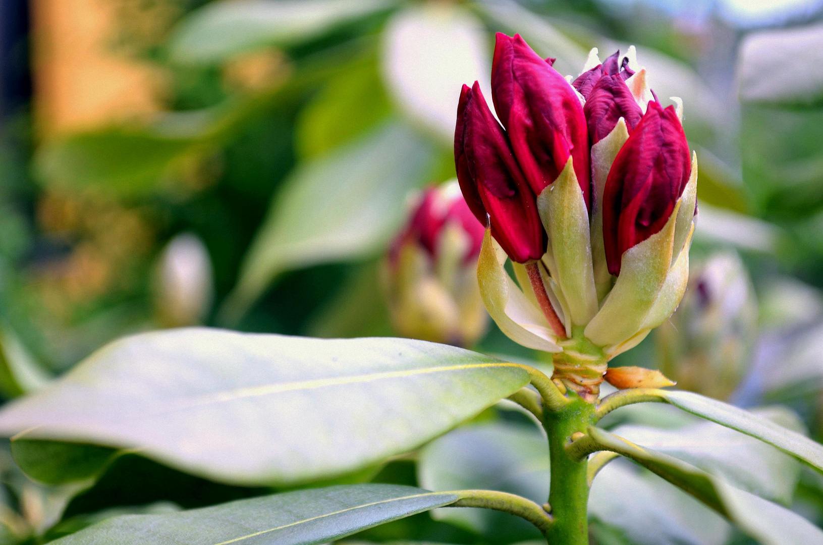 Rhododendron in Rot