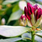 Rhododendron in Rot