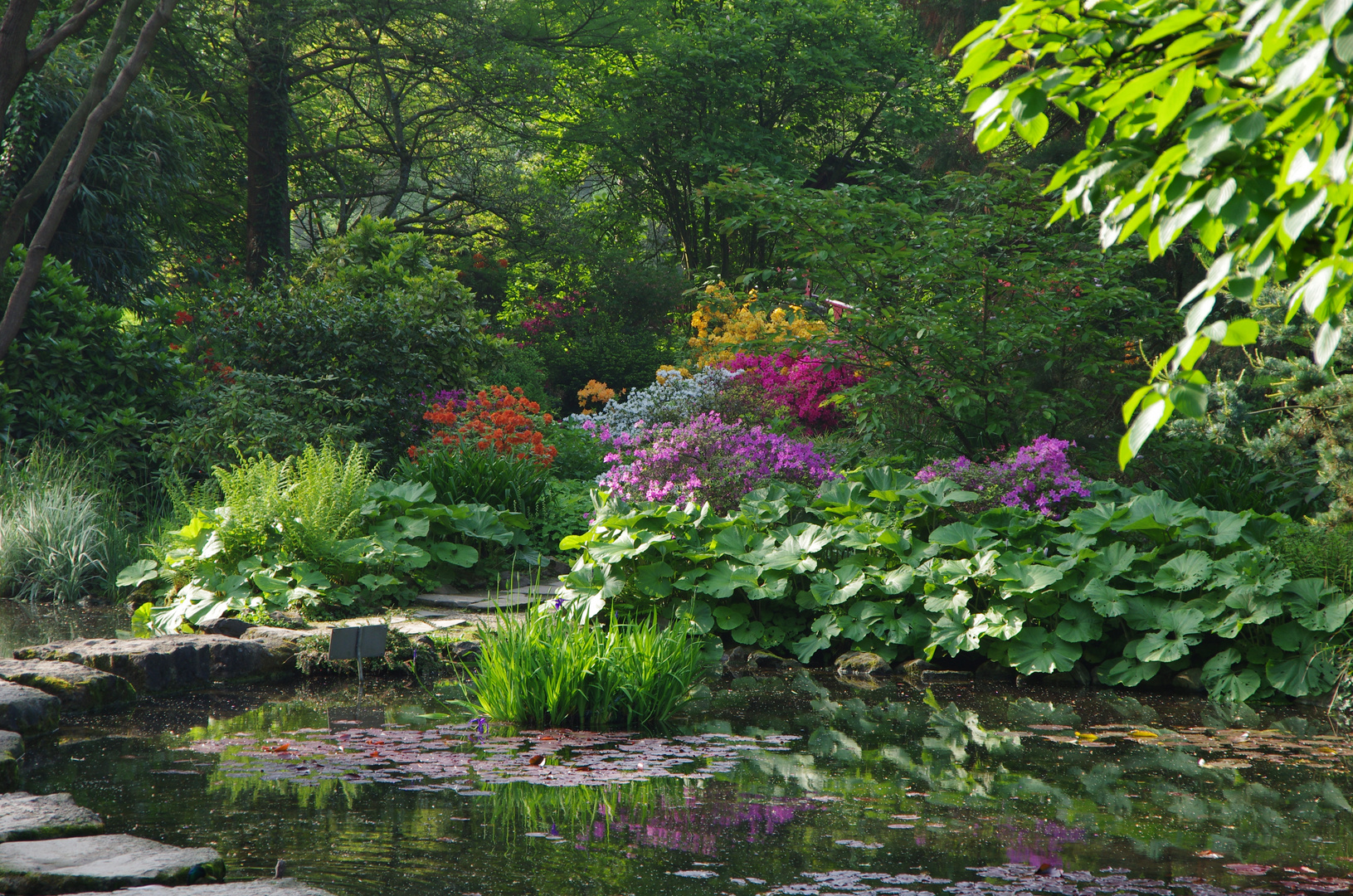 Rhododendron in traumhaften Farben