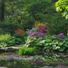 Rhododendron in traumhaften Farben