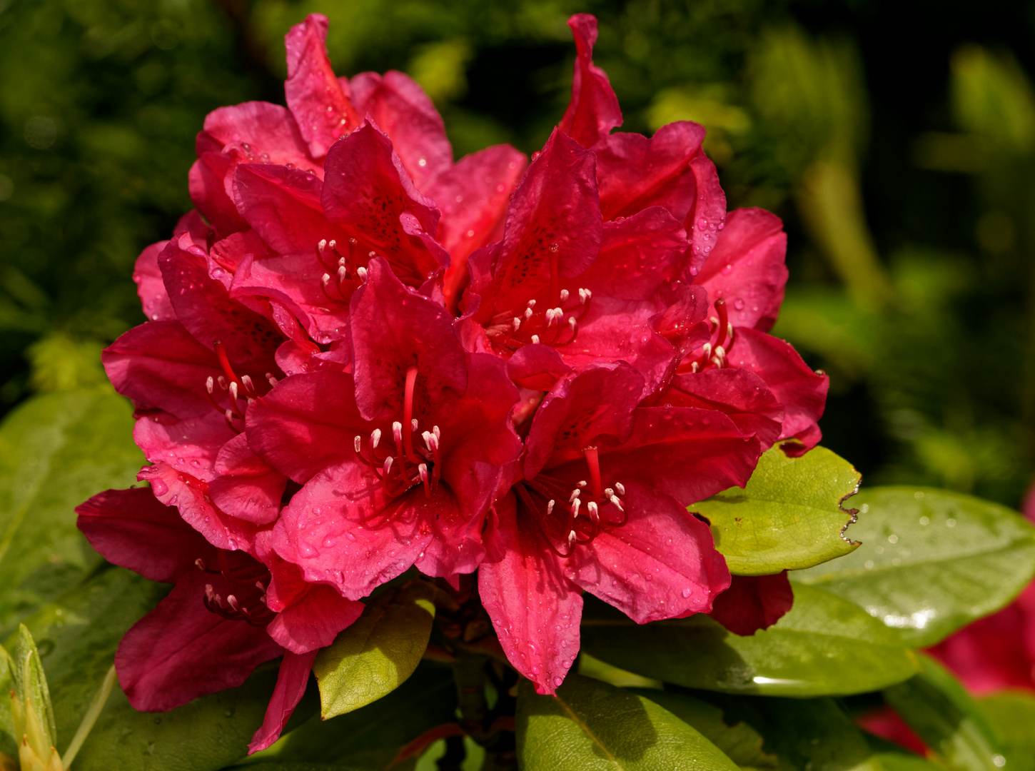 Rhododendron in üppiger Fülle ..