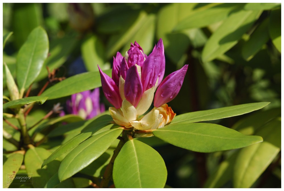 Rhododendron in unserem Garten.