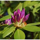 Rhododendron in unserem Garten.