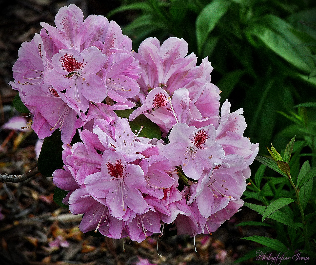 Rhododendron in unsern Garten