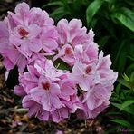 Rhododendron in unsern Garten