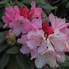 Rhododendron in verschiedenen Blütenstadien und Farbvarianten...