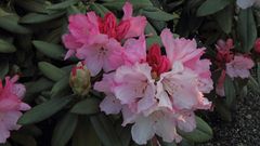 Rhododendron in verschiedenen Blütenstadien und Farbvarianten...