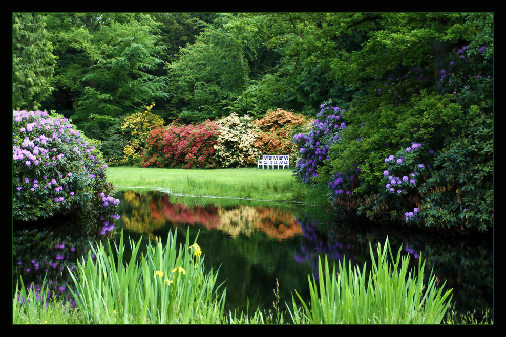 Rhododendron in verschiedenen Farben