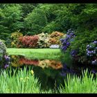 Rhododendron in verschiedenen Farben