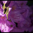 rhododendron in violett