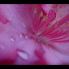 Rhododendron in voller Blüte