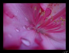 Rhododendron in voller Blüte