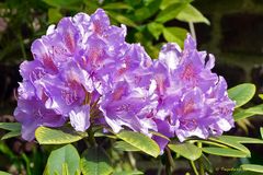 Rhododendron in voller Blüte