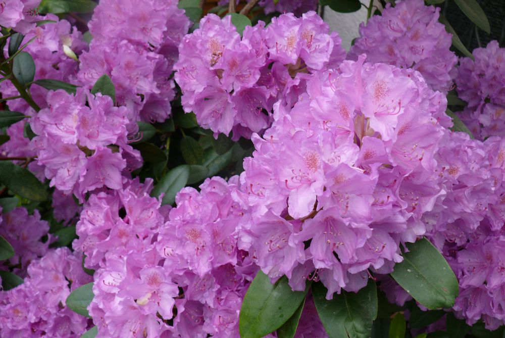 Rhododendron in voller Blüte