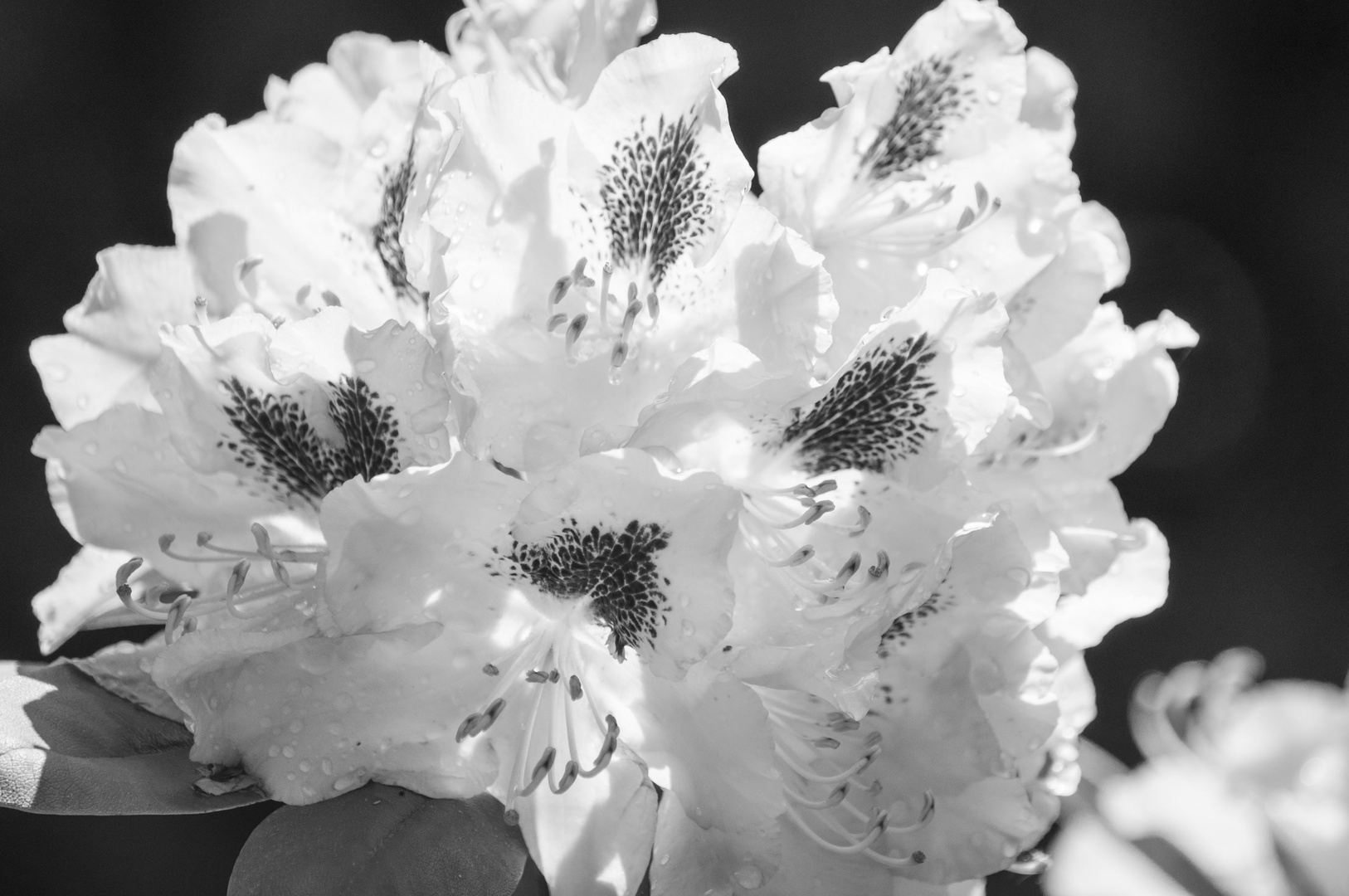 Rhododendron in voller Blüte