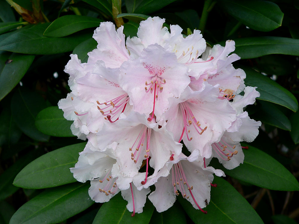 Rhododendron in voller Blütenpracht