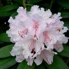 Rhododendron in voller Blütenpracht