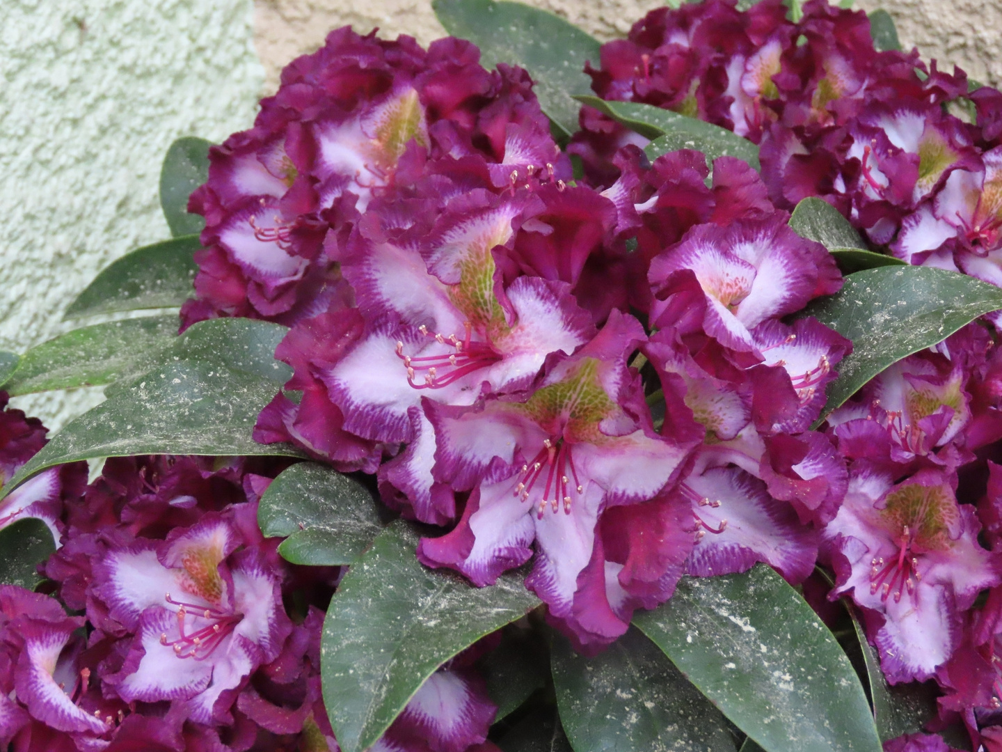 Rhododendron in weinrot-lilafarben mit weiss