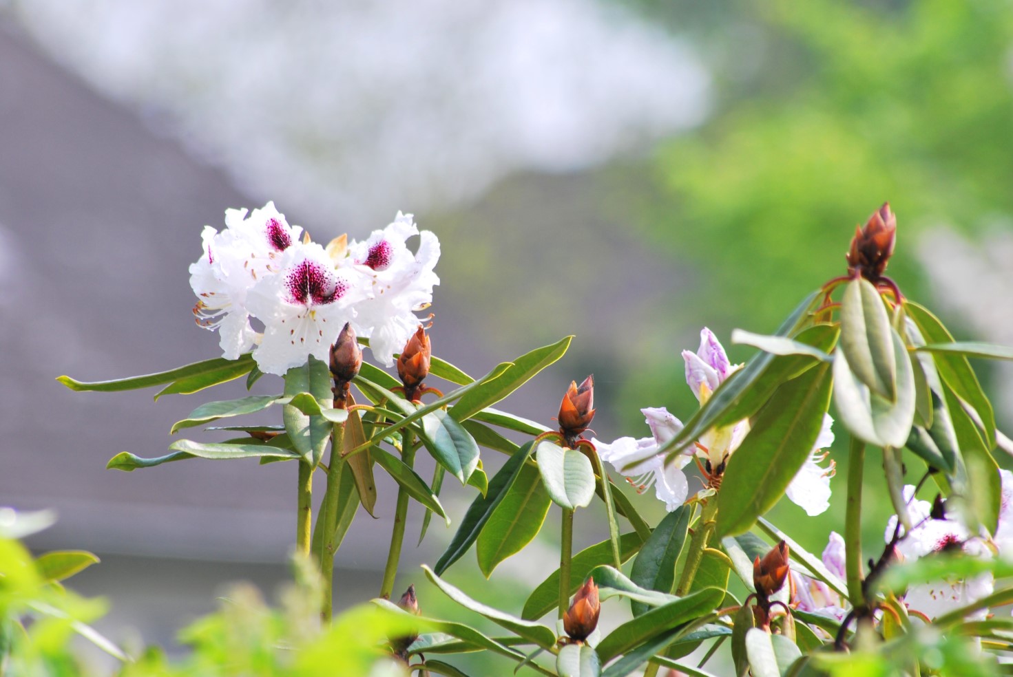 Rhododendron in Weiß