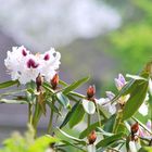 Rhododendron in Weiß