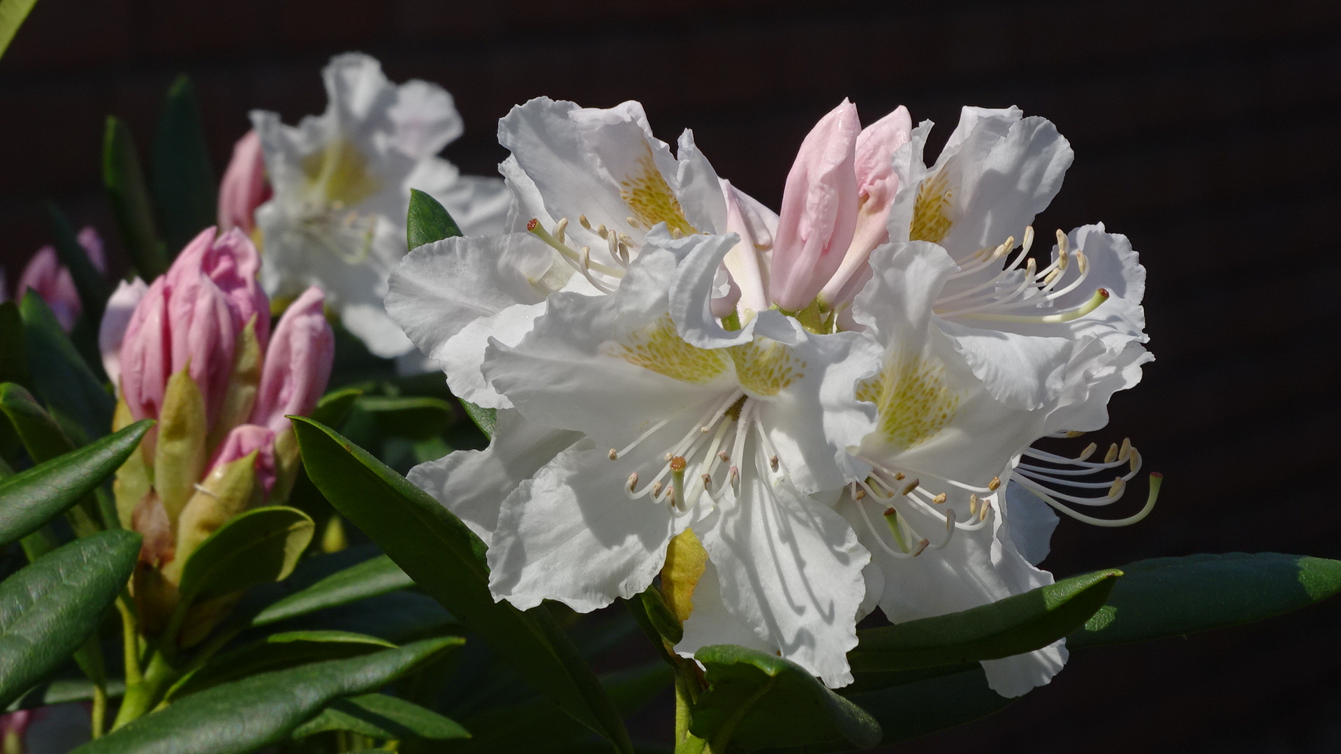 Rhododendron in weiß rosa - die Vorboten für den Monat Mai