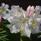 Rhododendron in weiß rosa - die Vorboten für den Monat Mai