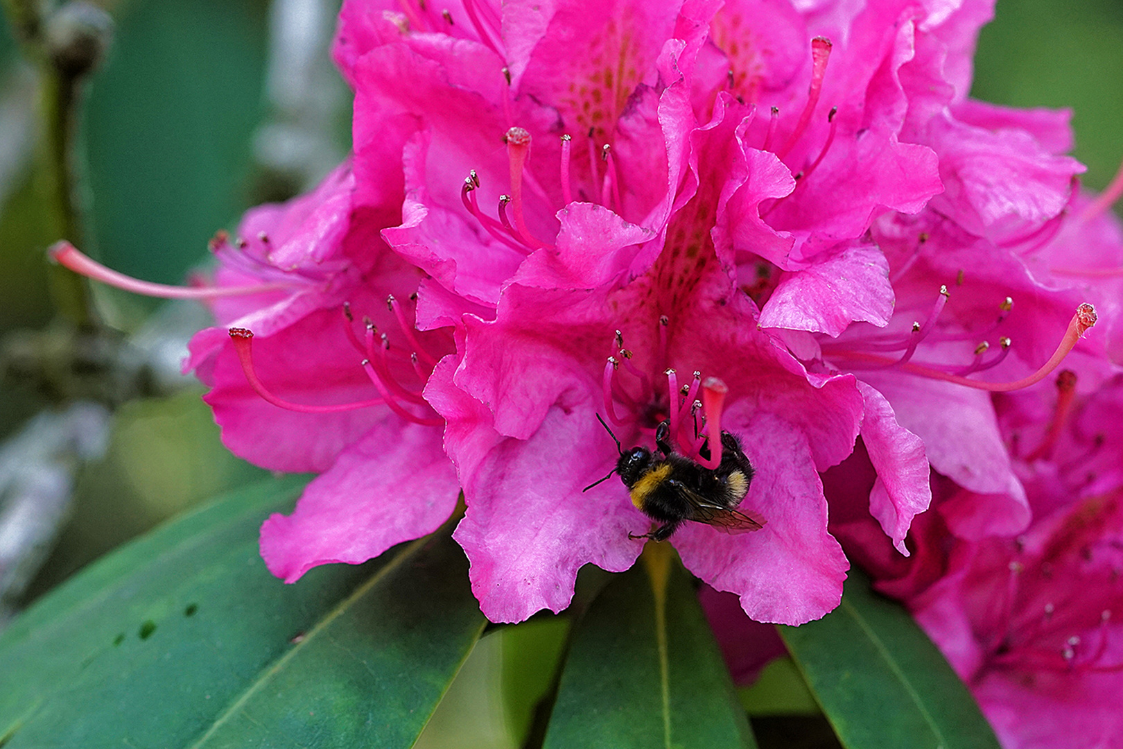 Rhododendron incl. Besuch