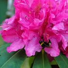 Rhododendron incl. Besuch