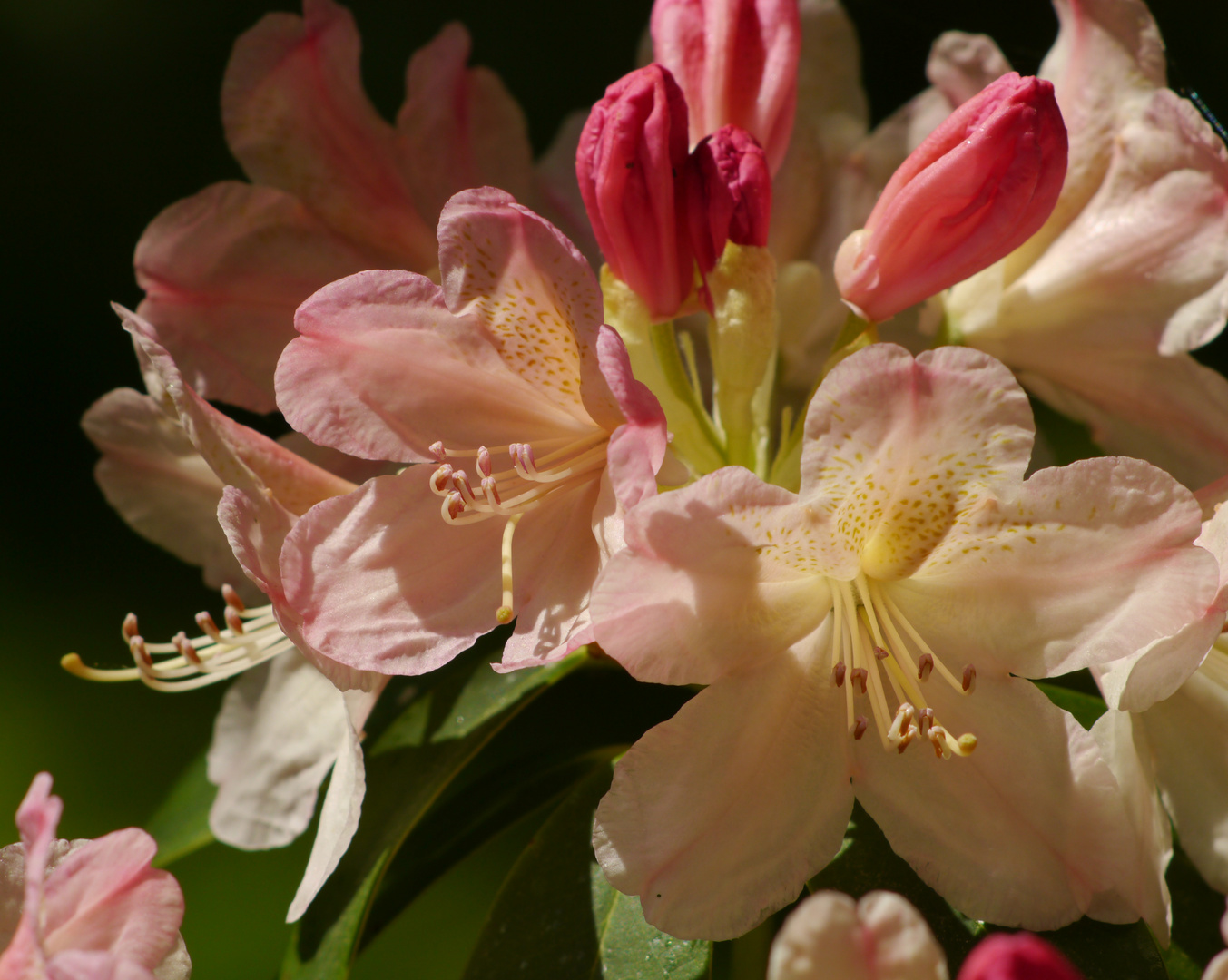 Rhododendron intim