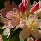Rhododendron intim