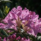 Rhododendron IV