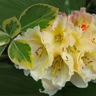 rhododendron jaune