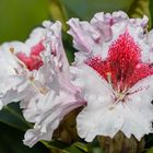 Rhododendron "Kabarett"