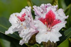 Rhododendron "Kabarett"